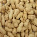 Raw Peanut Inshell kernel;inshell;roasted;blanched;spices;garlic;ginler;hotpepper; Qingdao Xinlufeng Peanuts Product Co., Ltd.