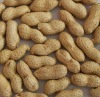 Roasted Peanut Inshell kernel;inshell;roasted;blanched;spices;garlic;ginler;hotpepper; Qingdao Xinlufeng Peanuts Product Co., Ltd.