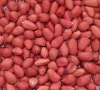 Red skin peanut kernel kernel;inshell;roasted;blanched;spices;garlic;ginler;hotpepper; Qingdao Xinlufeng Peanuts Product Co., Ltd.