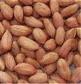 peanut kernel kernel;inshell;roasted;blanched;spices;garlic;ginler;hotpepper; Qingdao Xinlufeng Peanuts Product Co., Ltd.